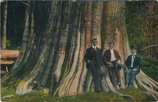 Big Tree, Stanley Park, Vancouver, B.C.