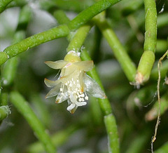 rhipsalis DSC 0002