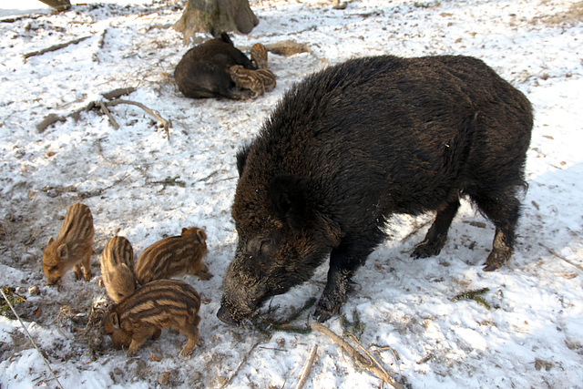 Nachwuchs bei Familie Wildschwein