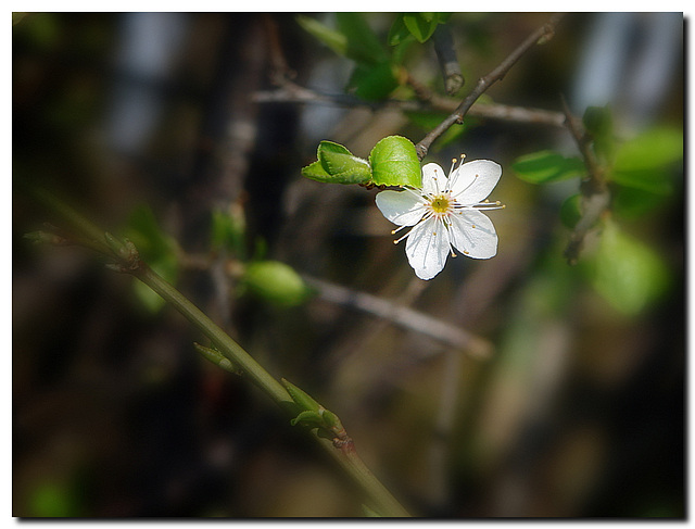 Frühlingserwachen