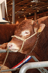 VACHE DU LIMOUSIN