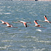Flamingoes at Sea