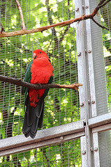 farbenprächtiger Papagei