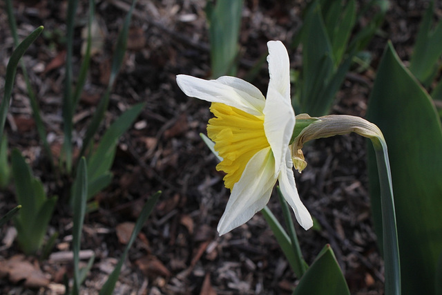 Narcisse hybride