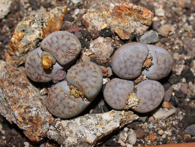 lithops