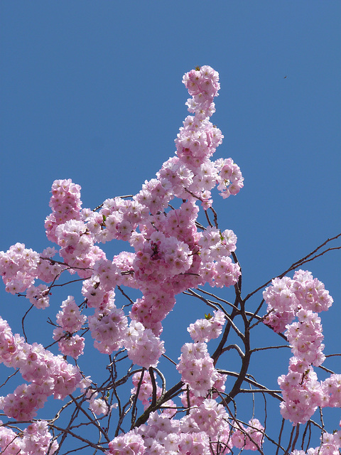 Japanische Zierkirschenblüte