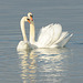 Parade des cygnes...