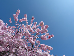 Japanische Zierkirschenblüte