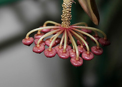 Hoya tsangii