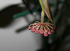 Hoya tsangii - un petit coin de parapluie....