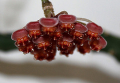 Hoya tsangii - fleurs à yeux pour pleurer