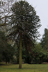 Araucaria araucana, Désespoir des singes arbre de la famille des Araucariacées