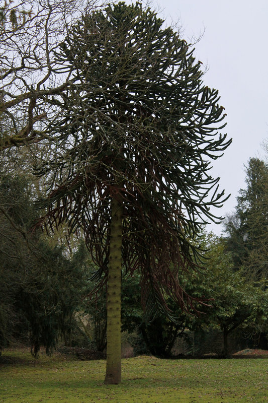 Araucaria araucana, Désespoir des singes arbre de la famille des Araucariacées