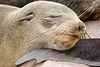 Dozing Seal Pup