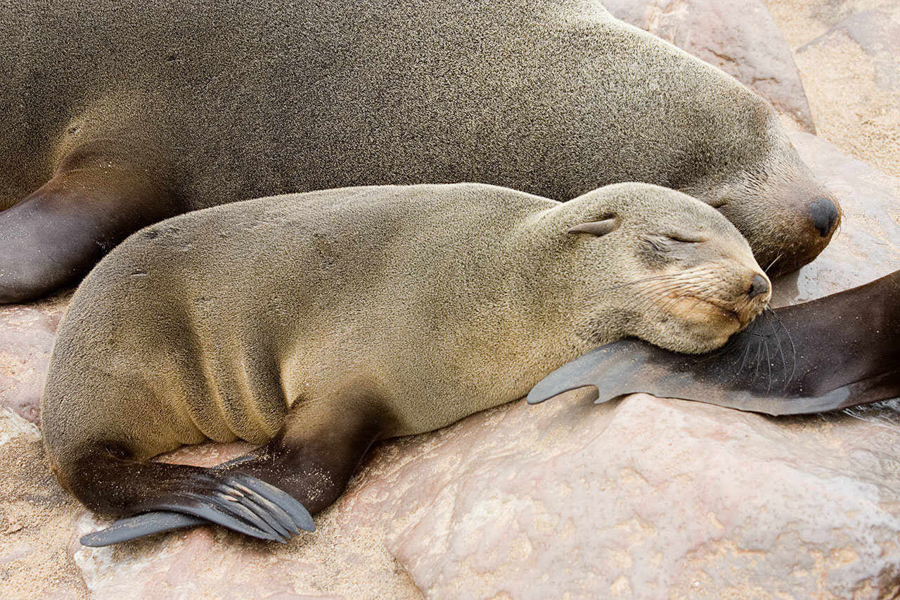 Flipper Pillow