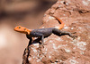 Namibian Rock Agama