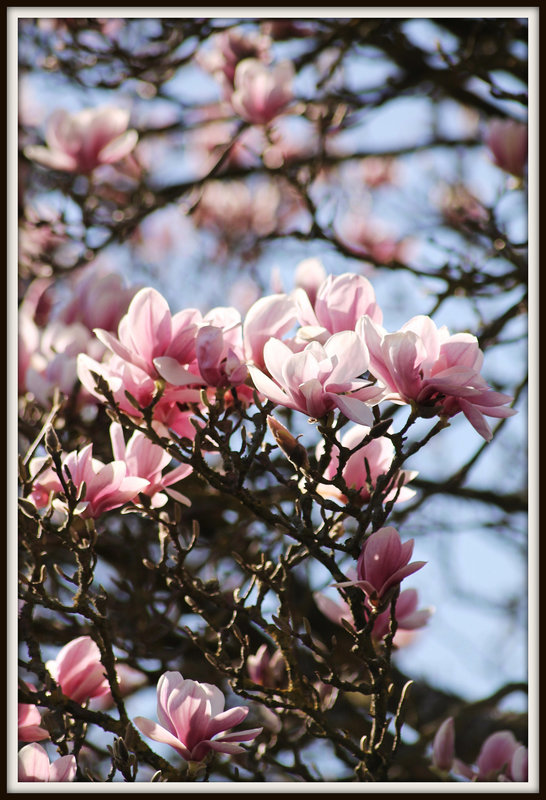 LE PRINTEMPS ****