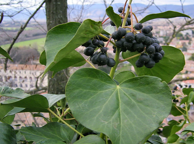 Petits fruits jolis...