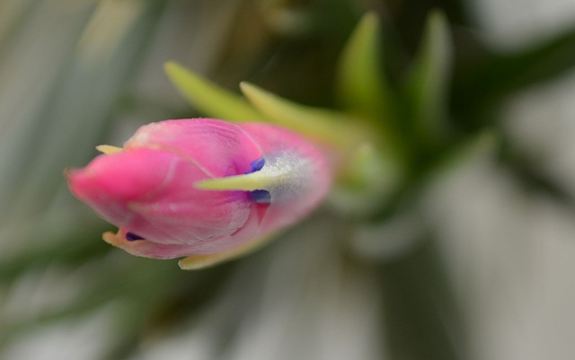 Tillandsia aeranthos DSC 0469