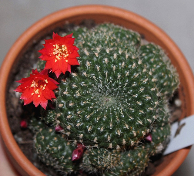 Rebutia