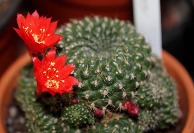 Rebutia