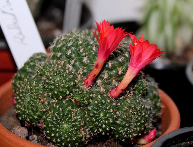 Rebutia