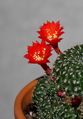 Rebutia