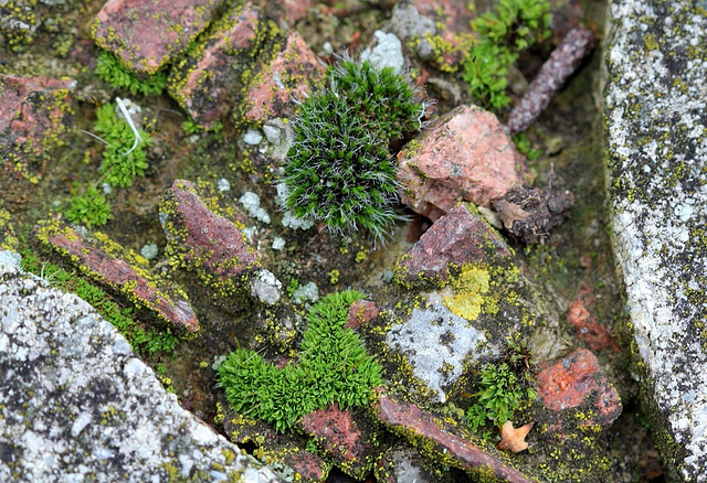 micro biodiversité 2