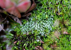 Bryum argenteum et Bryum capillare 2 Bryum argenteum et Bryum capillare 2