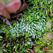 Bryum argenteum et Bryum capillare 2