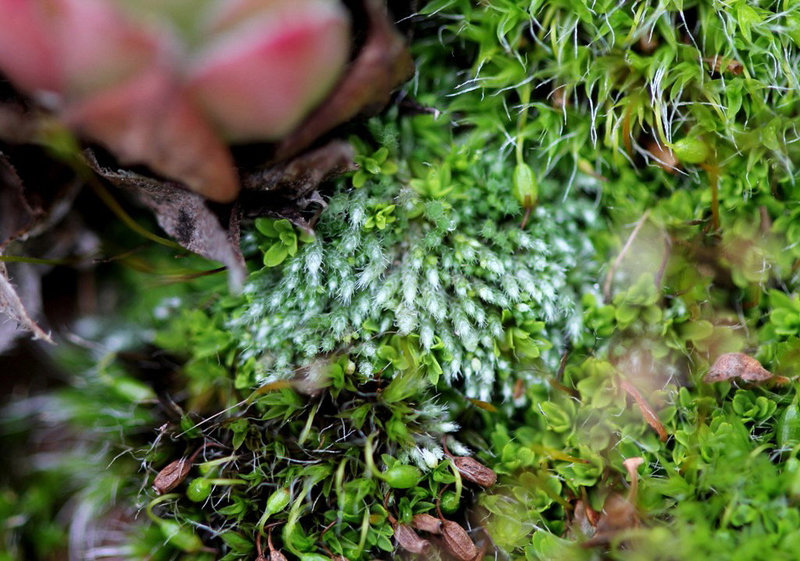 Bryum argenteum et Bryum capillare 2