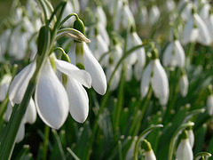 Frühlingsboten