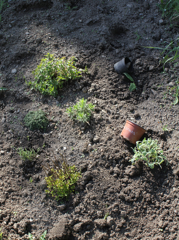 Aromatiques Minique et Cugan