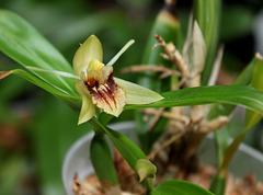 Coelogyne fimbriata (4)