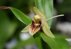 Coelogyne fimbriata (2)