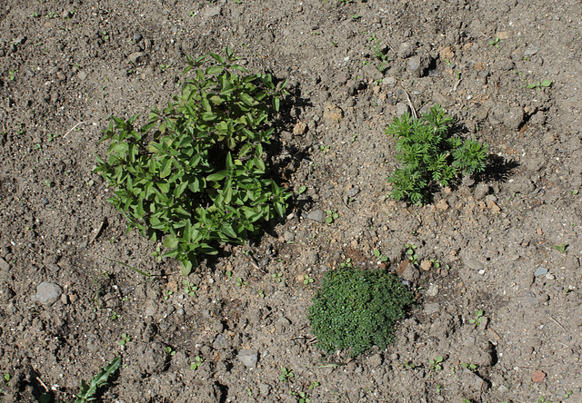 aromatiques Minique