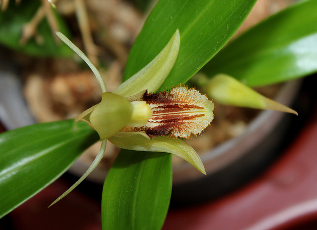 Coelogyne fimbriata