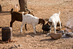 Cooking Pot Goats