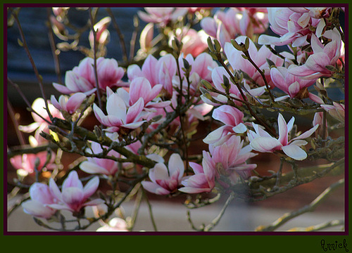 MAGNOLIA