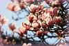 MAGNOLIA pink ****