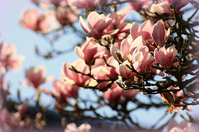 MAGNOLIA pink ****