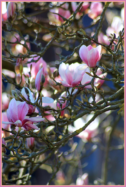 MAGNOLIA***