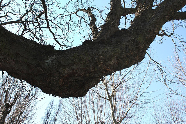 Marronnier centenaire (4)