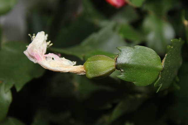 Fruit de Schlumbergera en formation