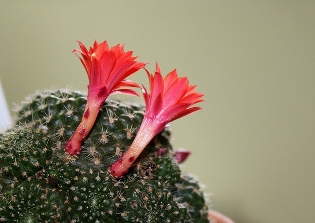 Rebutia