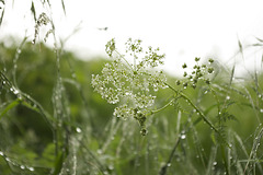 Petites perles de rosée