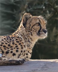 Gepard