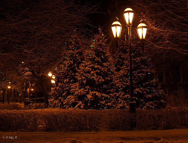 Sous la blanche neige