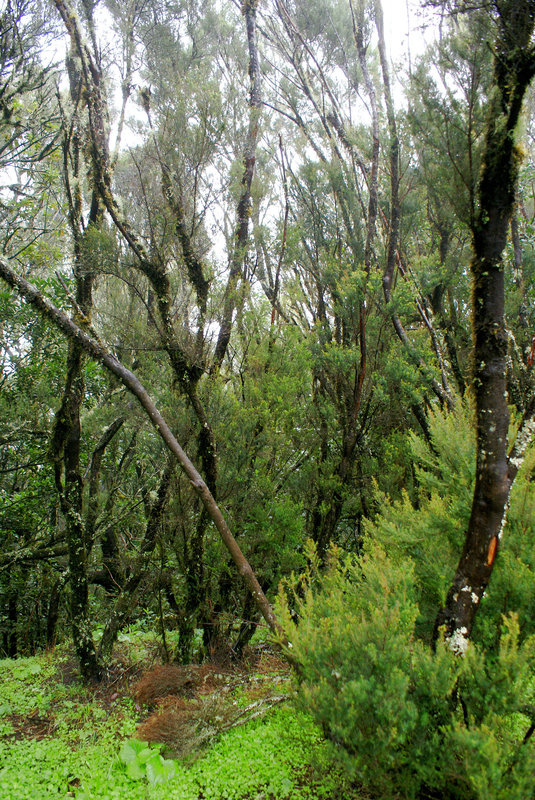 Der Nebelwald im Zentrum der Insel über 1000 m, Lorbeer- und Heidebusch-Bäume. ©UdoSm