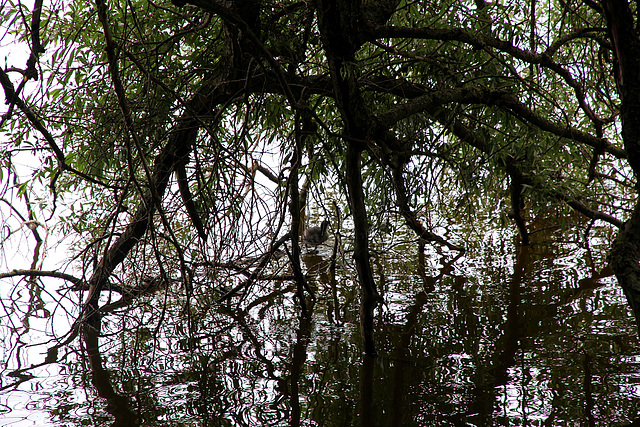 Versteckspiel - jeu de cache-cache - hide and seek